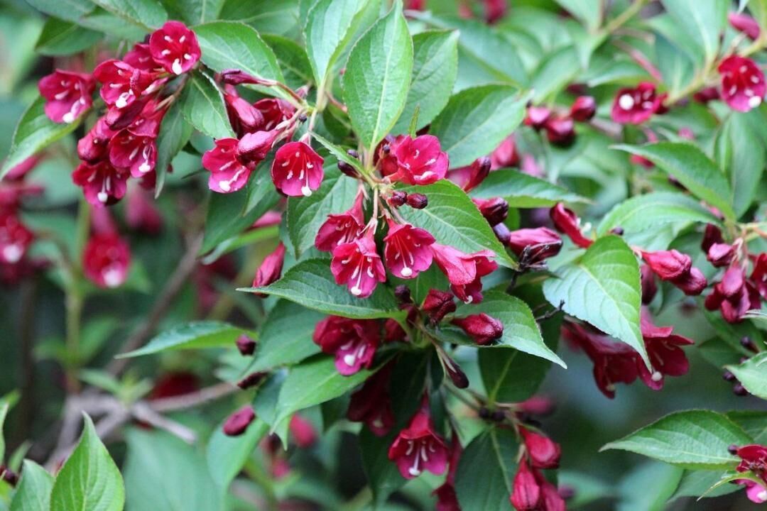 #32. Weigela